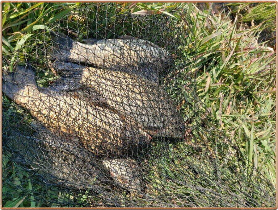 진위천 조황 소식 (조황조행기 - 특파원조황)