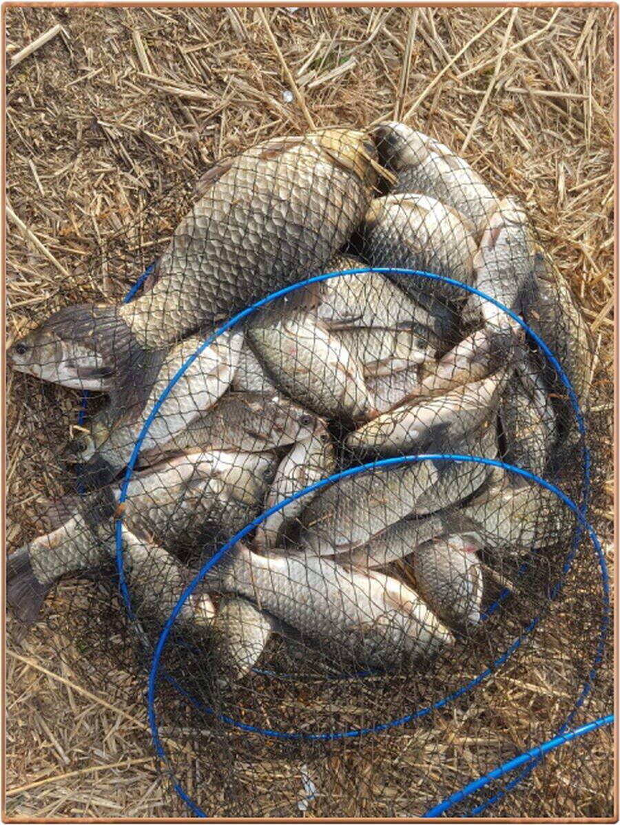 진위천 조황 소식 (조황조행기 - 특파원조황)