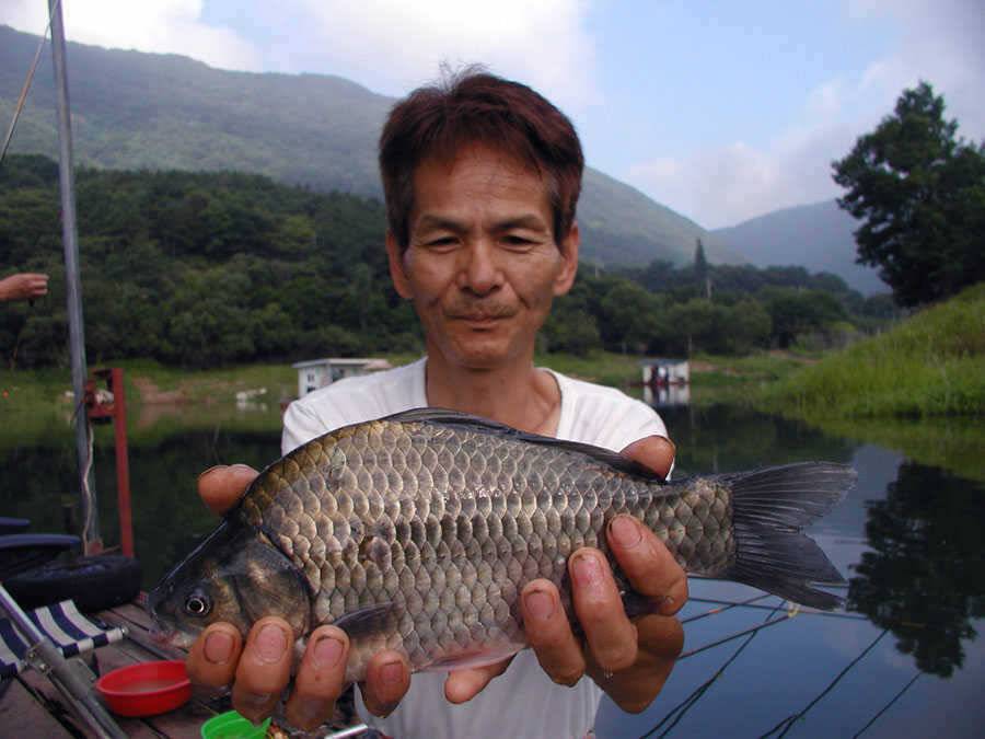 충주호 솔낚시터에서는 4자대물로 노지에서는 마릿수 대박을 이어갑니다 (조황조행기 - 특파원조황)