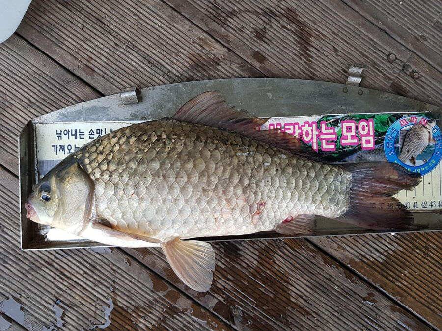 하천낚시터 42 42 41 405cm 대물붕어 소식 (조황조행기 - 특파원조황)
