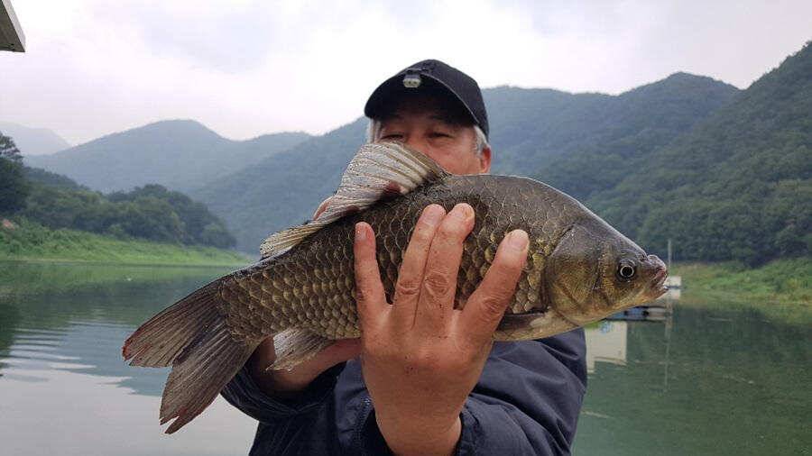 명서낚시터 395cm 외 허리급 조황입니다 (조황조행기 - 특파원조황)