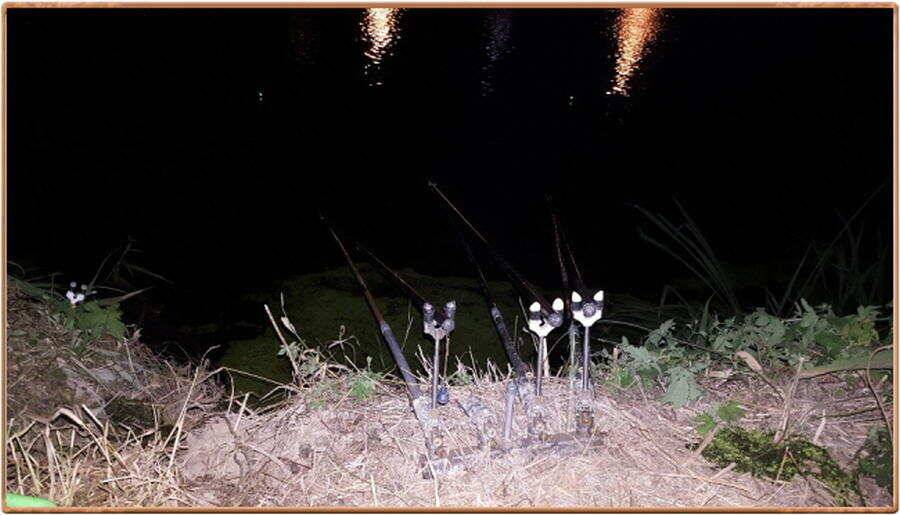 진위천 조황 소식 (조황조행기 - 특파원조황)