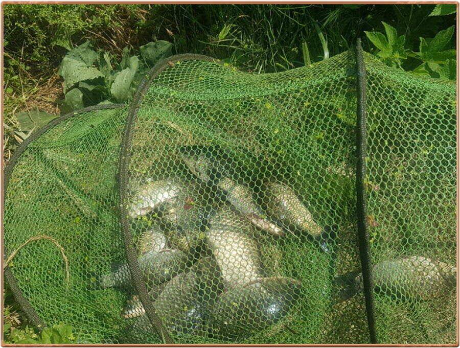 진위천 조황 소식 (조황조행기 - 특파원조황)
