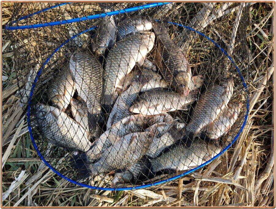 진위천 조황 소식 (조황조행기 - 특파원조황)