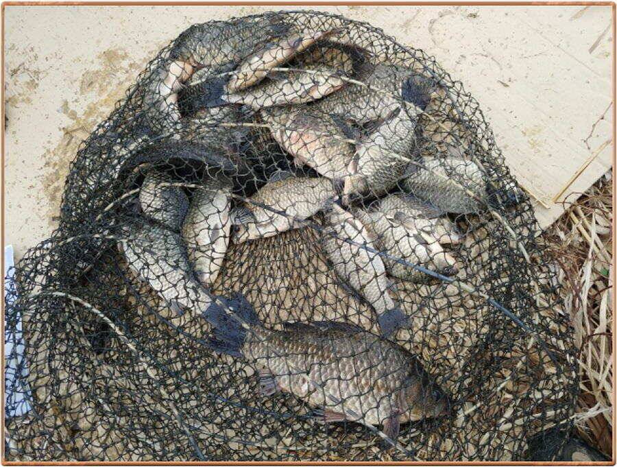 진위천 조황 소식 (조황조행기 - 특파원조황)