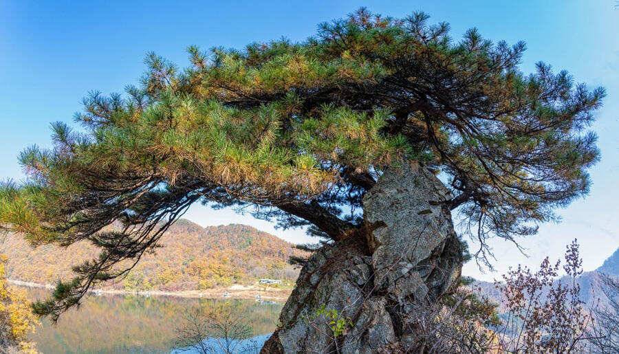 막바지를 달리고 있는 붕어낚시 명서낚시터 조황입니다 (조황조행기 - 특파원조황)