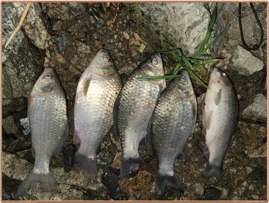 진위천 평택호 조황 (조황조행기 - 특파원조황)