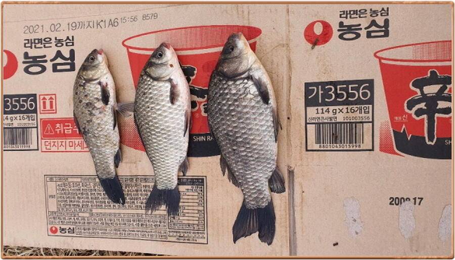 진위천 조황 소식 (조황조행기 - 특파원조황)