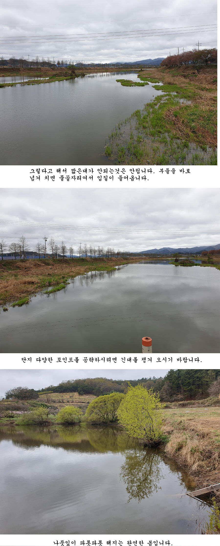 청도권 오짜 출몰 (조황조행기 - 특파원조황)