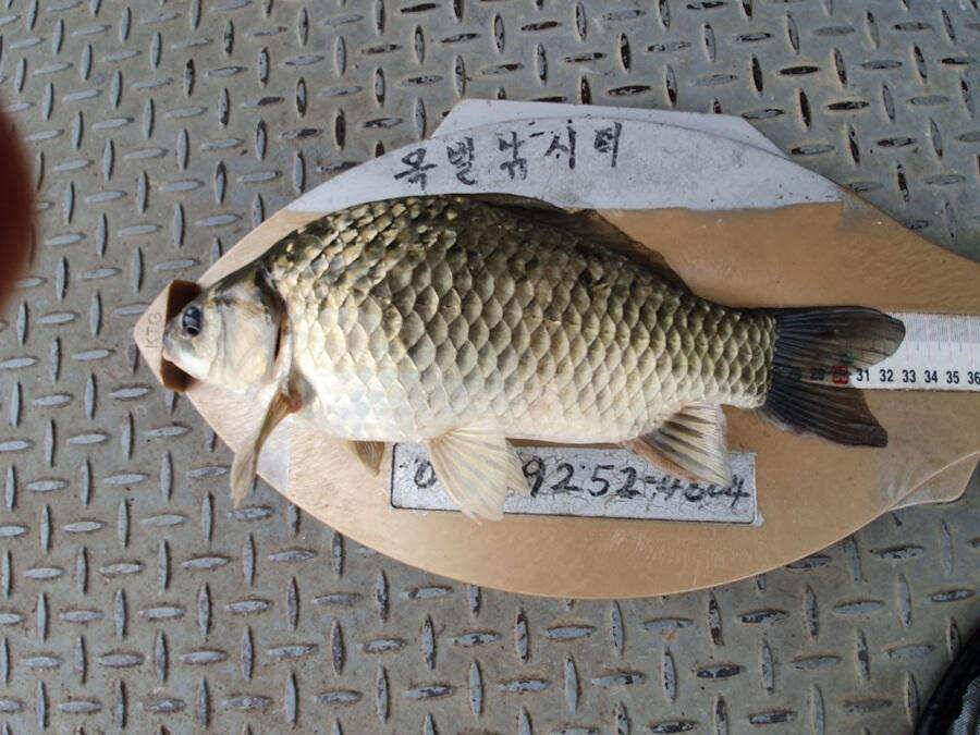 목벌낚시터 대물붕어와 살아나는 장어조황 명서낚시터4짜 대물붕어 소식입니다 (조황조행기 - 특파원조황)