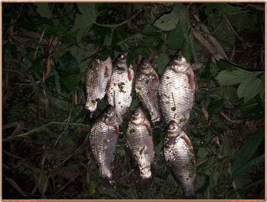 진위천 조황 정보 (조황조행기 - 특파원조황)