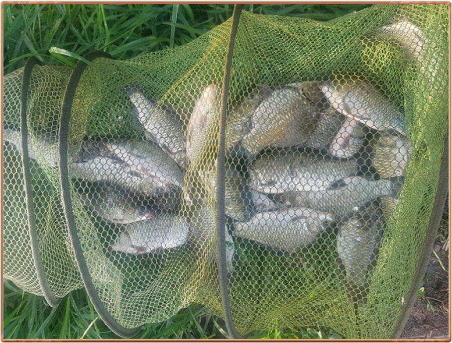 진위천 조황 소식 (조황조행기 - 특파원조황)