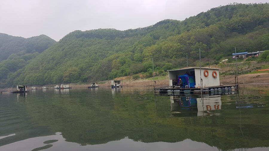 명서낚시터 4짜 대물붕어 조황입니다 (조황조행기 - 특파원조황)