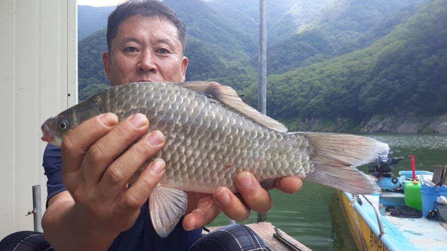 명서낚시터 44cm 대물붕어 소식 (조황조행기 - 특파원조황)