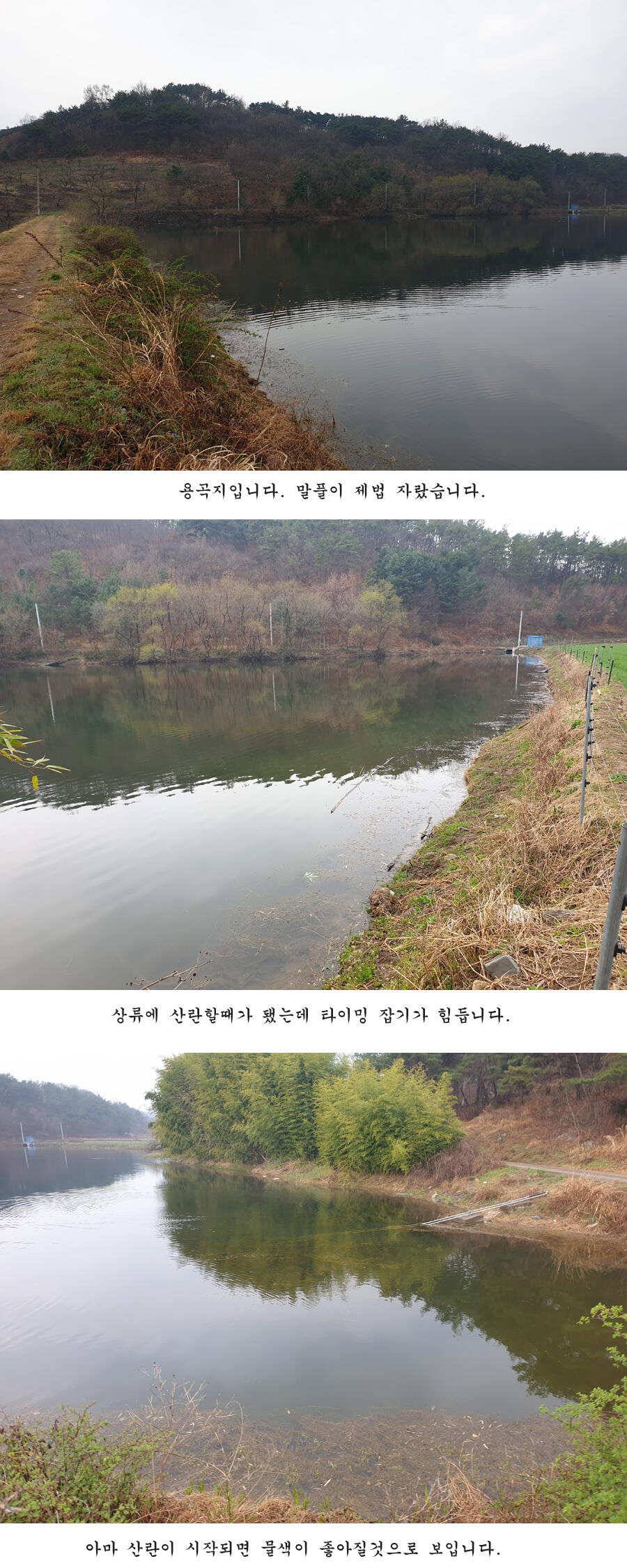 청도권 오짜 출몰 (조황조행기 - 특파원조황)