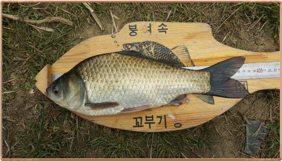 진위천 조황 소식 (조황조행기 - 특파원조황)