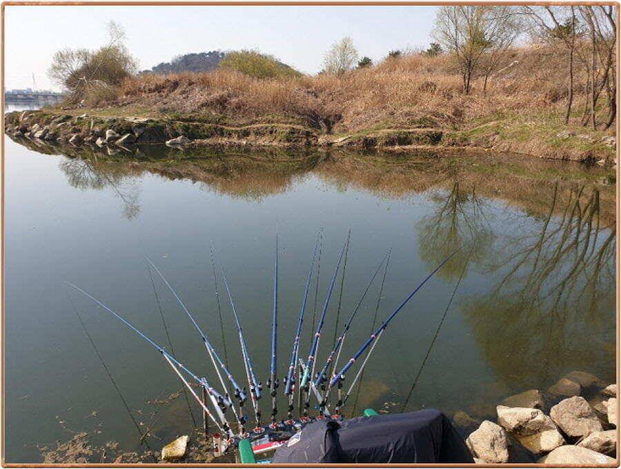 진위천 조황 소식 (조황조행기 - 특파원조황)