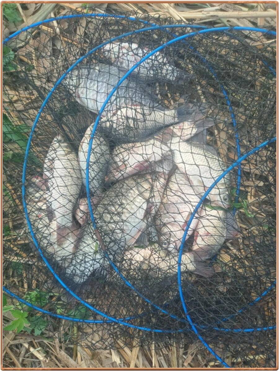 진위천 조황 소식 (조황조행기 - 특파원조황)