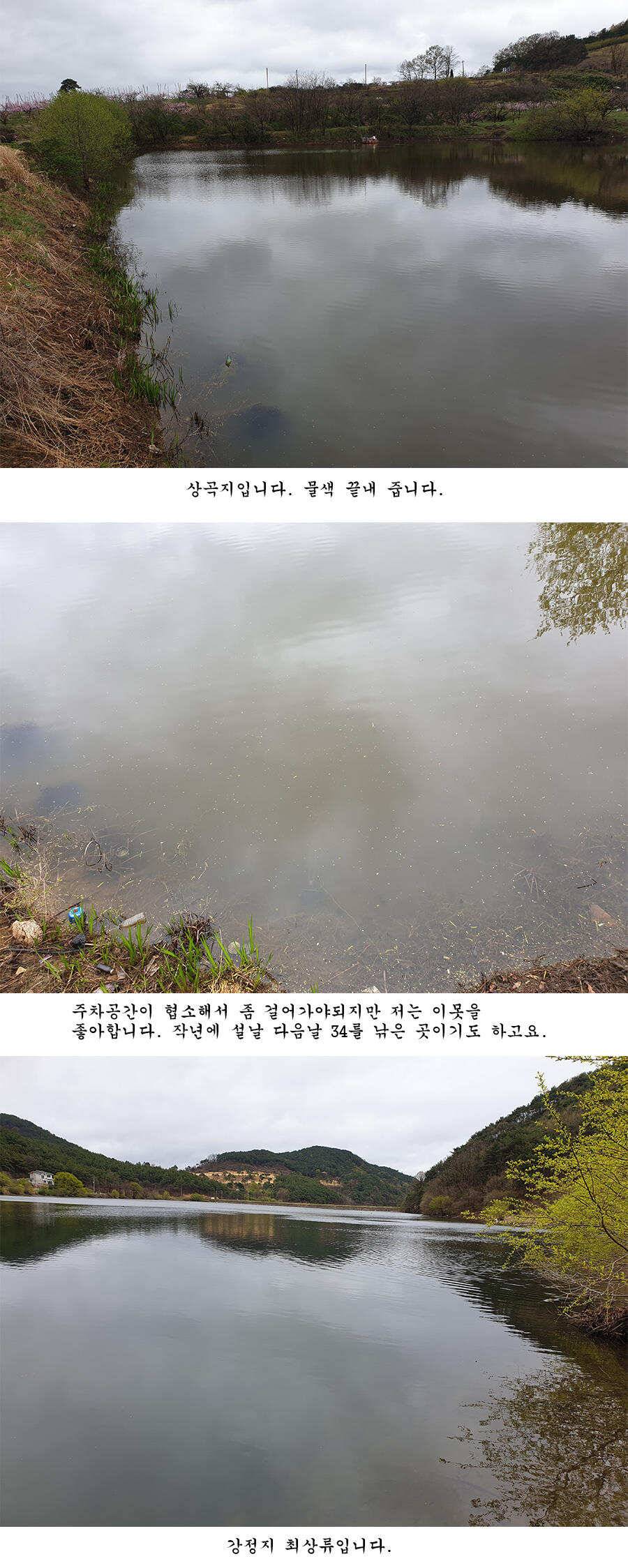 청도권 오짜 출몰 (조황조행기 - 특파원조황)