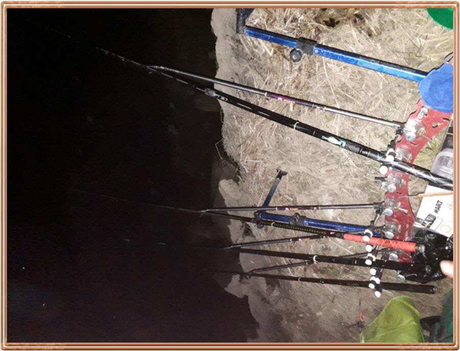 진위천 조황 소식 (조황조행기 - 특파원조황)