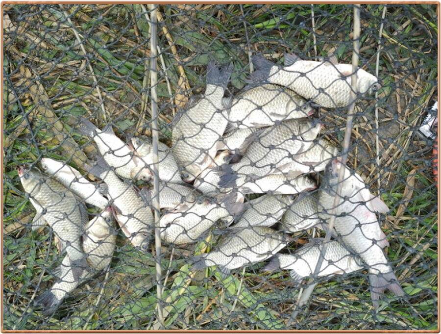 진위천 조황 소식 (조황조행기 - 특파원조황)
