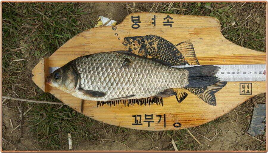 진위천 조황 소식 (조황조행기 - 특파원조황)