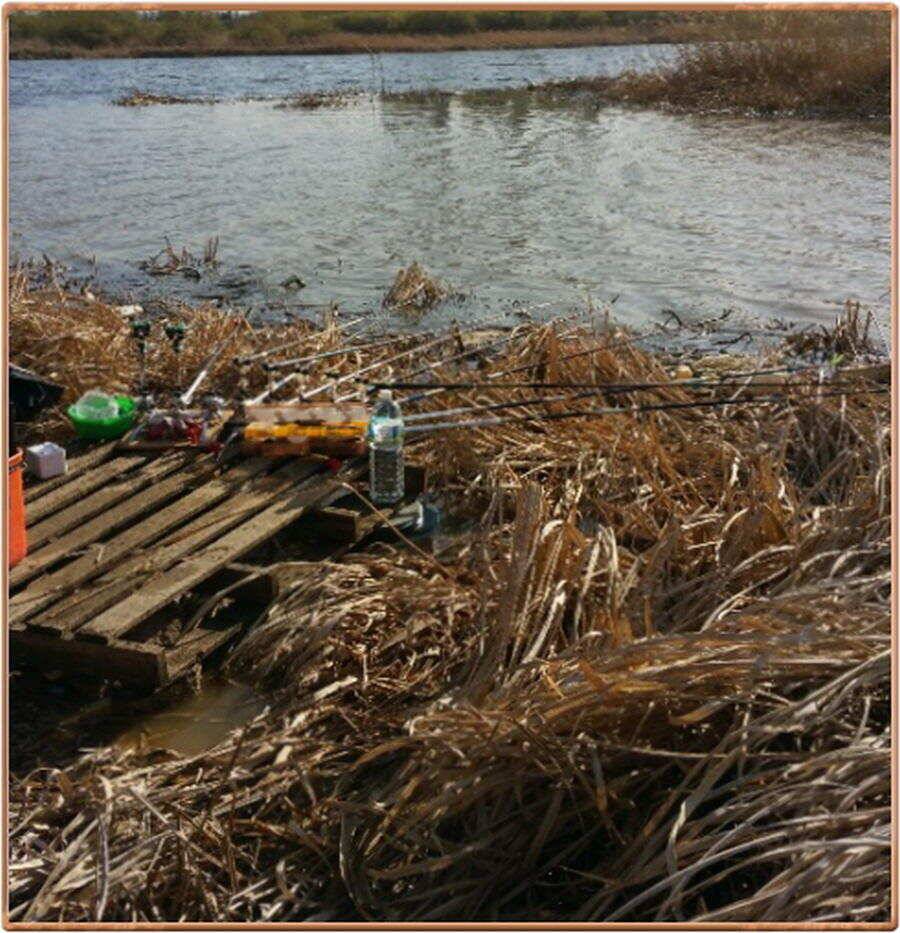 진위천 조황 소식 (조황조행기 - 특파원조황)