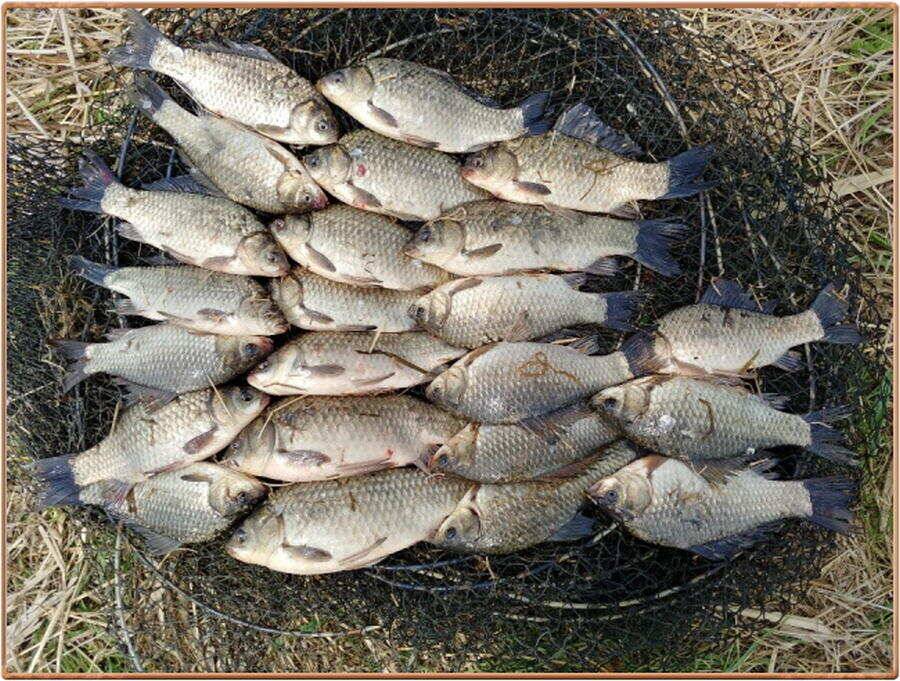 진위천 조황 소식 (조황조행기 - 특파원조황)