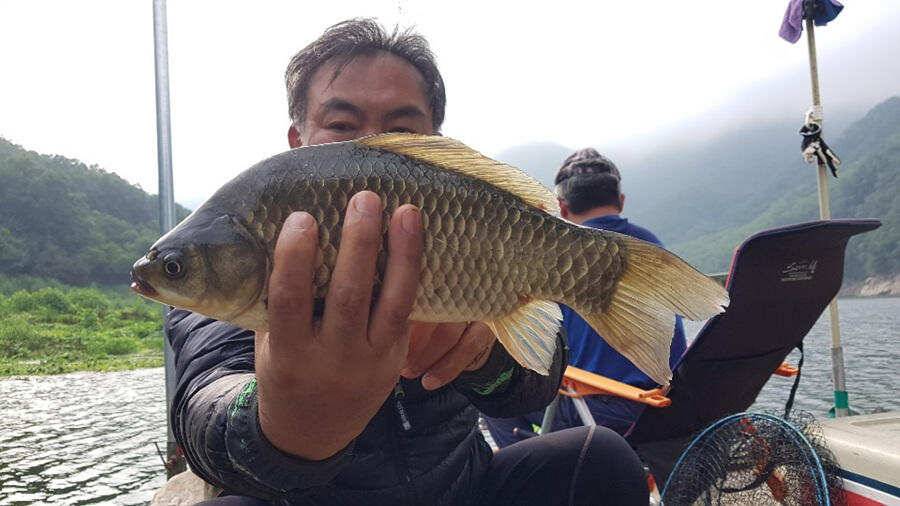 명서낚시터 395cm 외 허리급 조황입니다 (조황조행기 - 특파원조황)