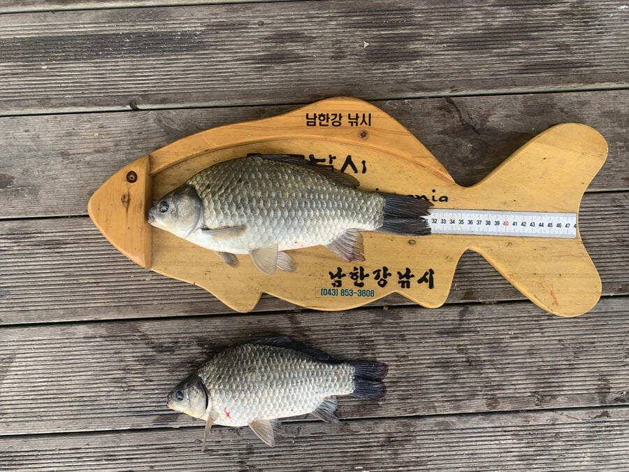 하천낚시터 42 42 41 405cm 대물붕어 소식 (조황조행기 - 특파원조황)