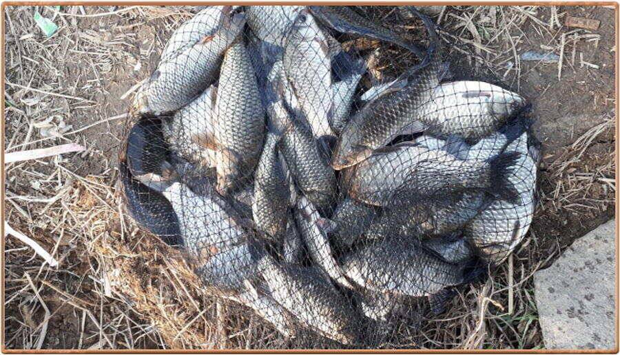 진위천 조황 소식 (조황조행기 - 특파원조황)