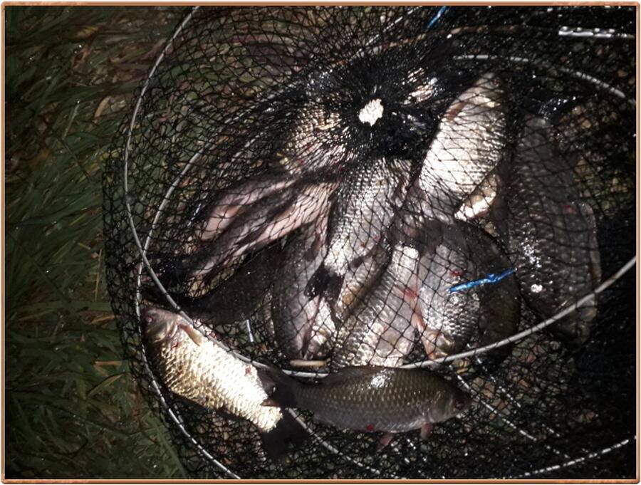 진위천 조황 소식 (조황조행기 - 특파원조황)