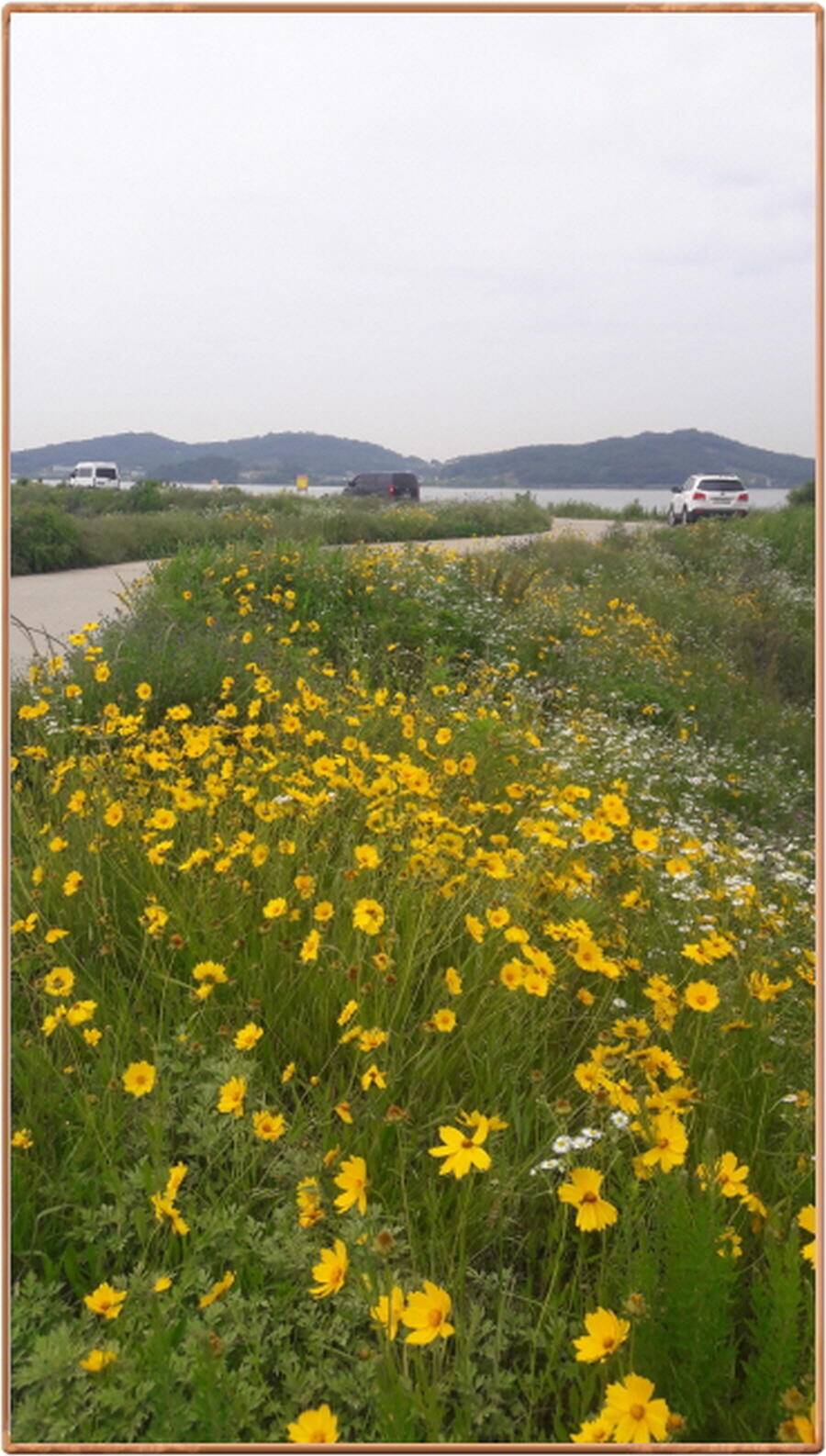 진위천 조황 소식 (조황조행기 - 특파원조황)