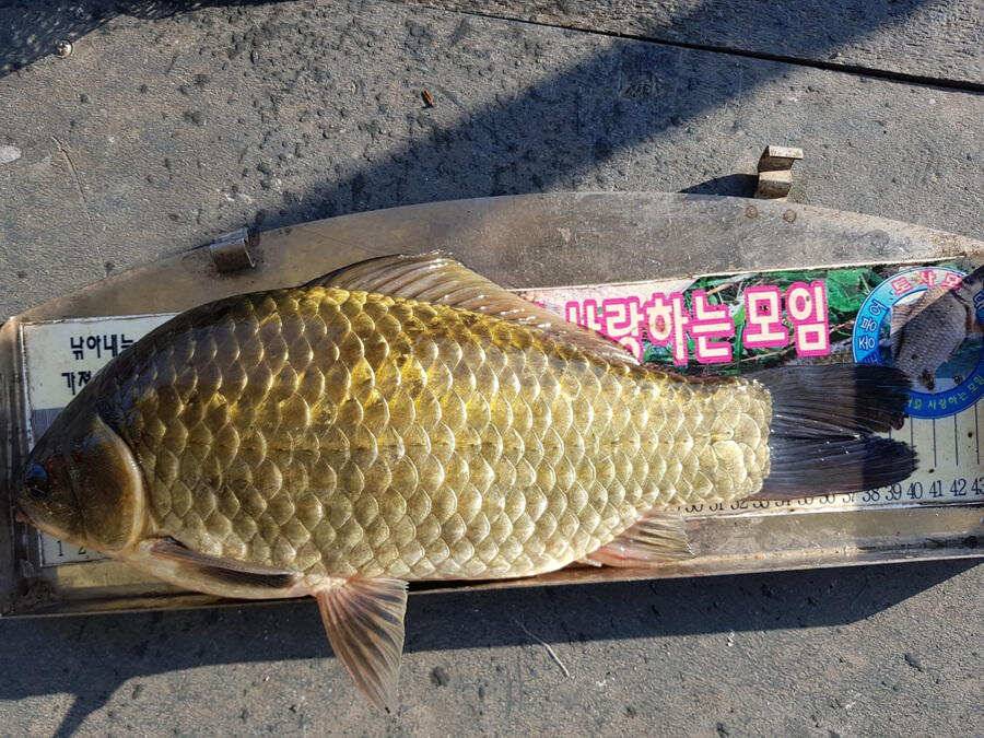 하천낚시터 최근 4짜 허리급 조황입니다 (조황조행기 - 특파원조황)
