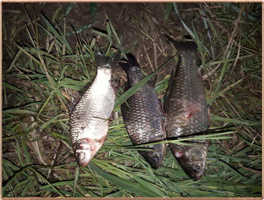 진위천 조황 소식 (조황조행기 - 특파원조황)