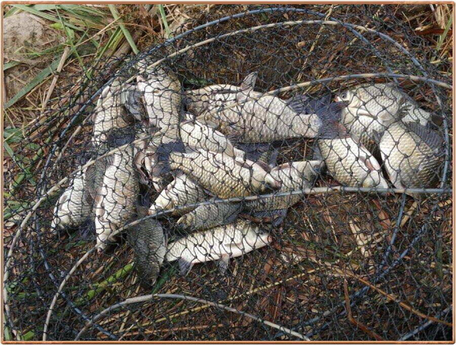 진위천 조황 소식 (조황조행기 - 특파원조황)