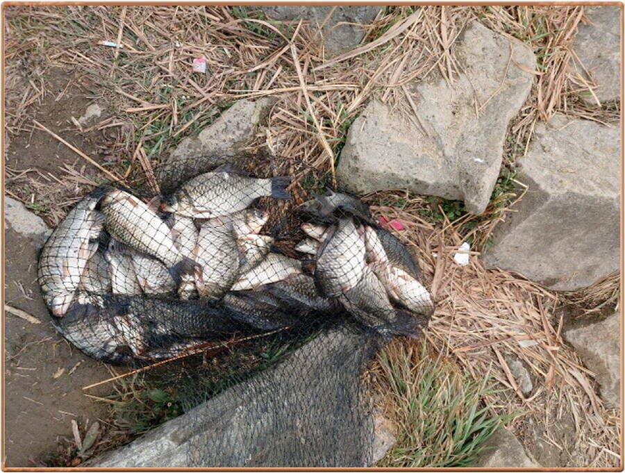 진위천 조황 소식 (조황조행기 - 특파원조황)
