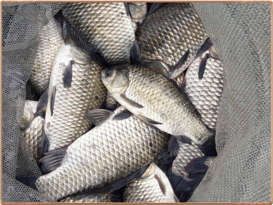 진위천 조황 소식 (조황조행기 - 특파원조황)
