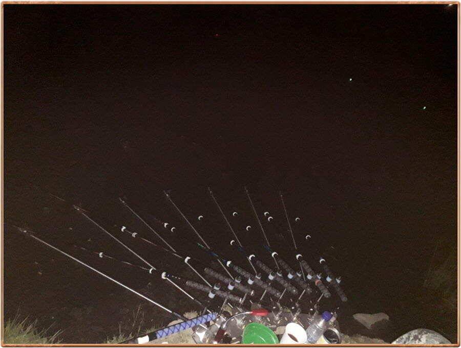 진위천 조황 소식 (조황조행기 - 특파원조황)
