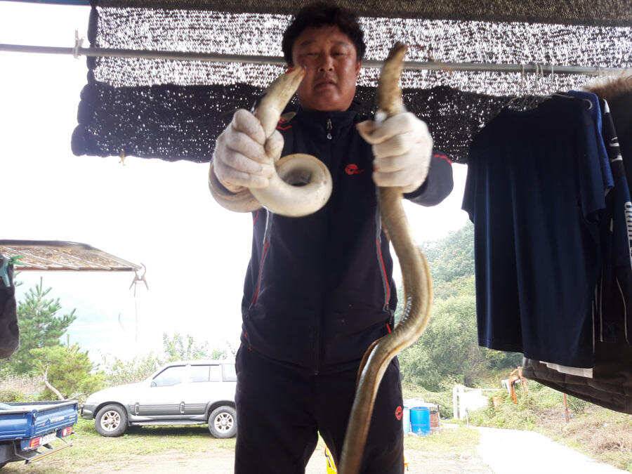 하천낚시터 40 43cm 대물붕어 서유석낚시터 장어소식6일조황 (조황조행기 - 특파원조황)