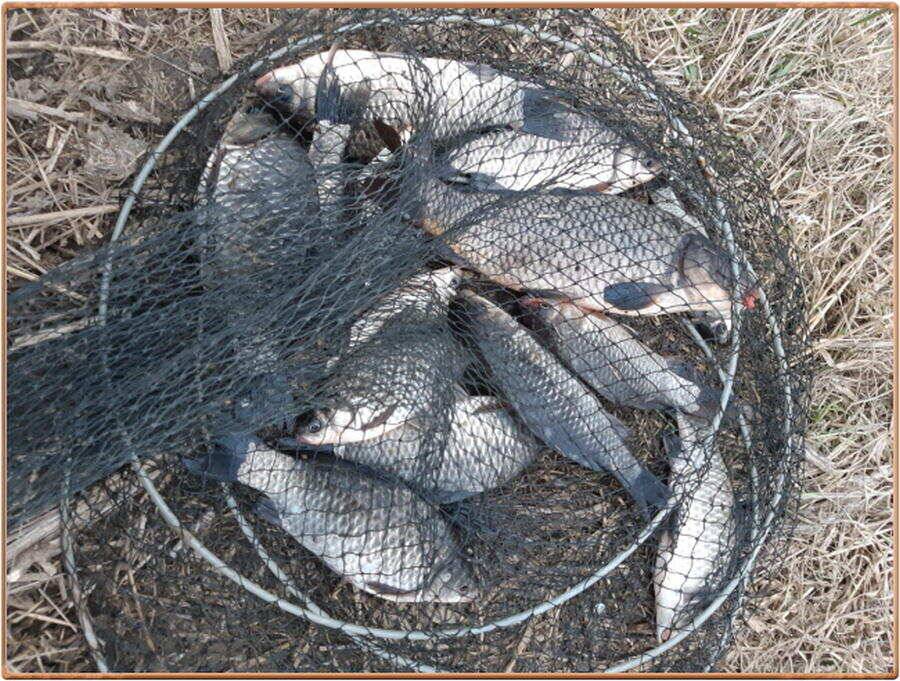 진위천 조황 소식 (조황조행기 - 특파원조황)