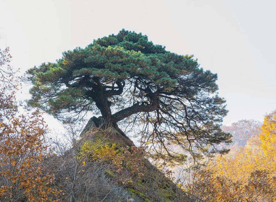 막바지를 달리고 있는 붕어낚시 명서낚시터 조황입니다 (조황조행기 - 특파원조황)