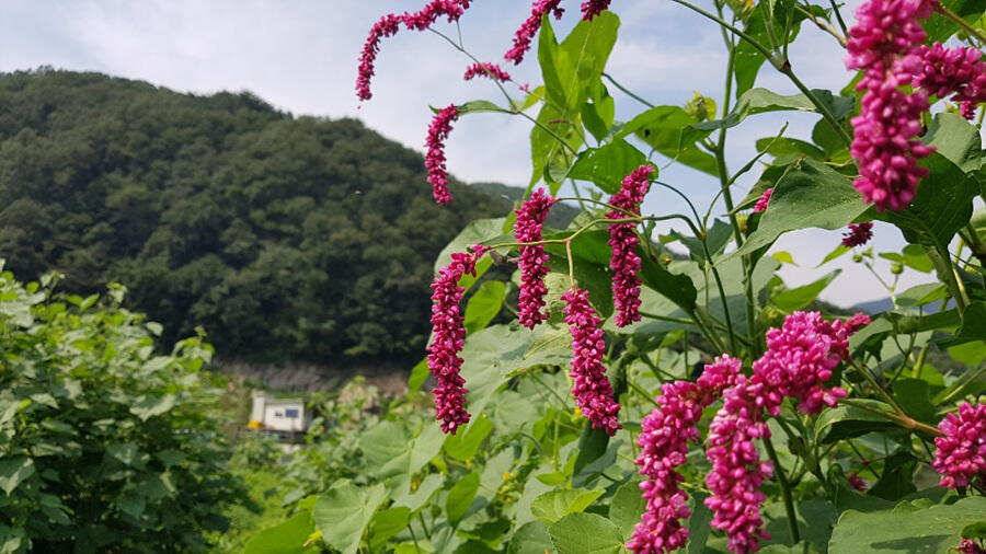 목벌낚시터 대물붕어와 살아나는 장어조황 명서낚시터4짜 대물붕어 소식입니다 (조황조행기 - 특파원조황)