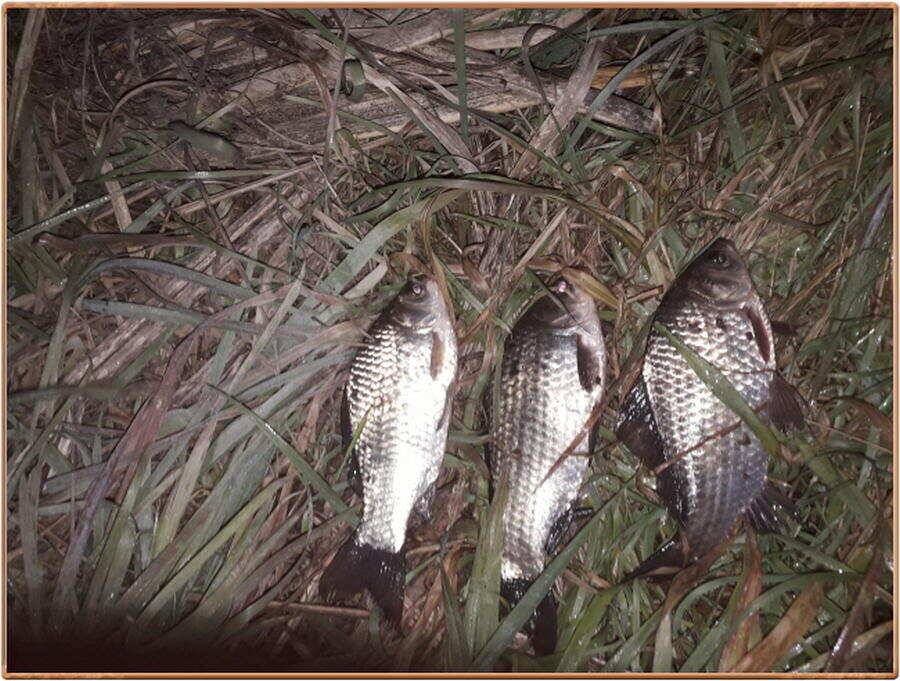 진위천 조황 소식 (조황조행기 - 특파원조황)