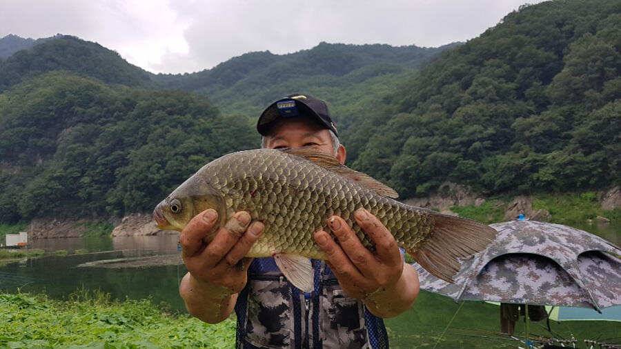 목벌낚시터 대물붕어와 살아나는 장어조황 명서낚시터4짜 대물붕어 소식입니다 (조황조행기 - 특파원조황)