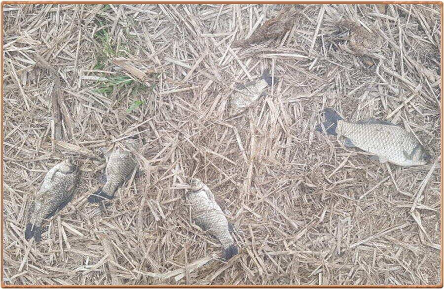 진위천 조황 소식 (조황조행기 - 특파원조황)