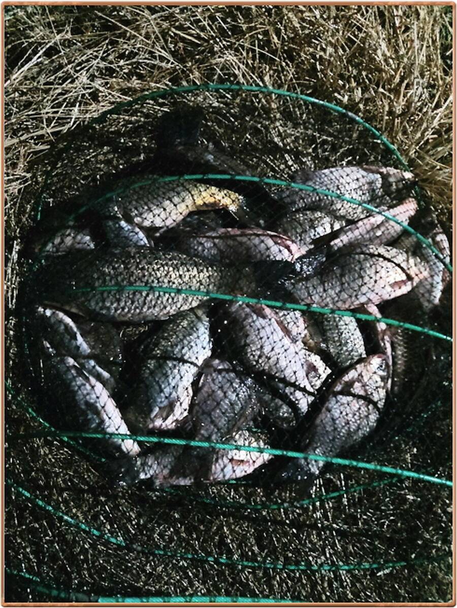 진위천 조황 소식 (조황조행기 - 특파원조황)