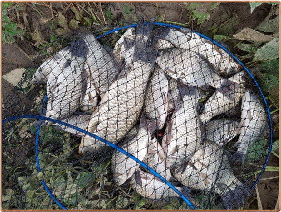 진위천 조황 소식 (조황조행기 - 특파원조황)