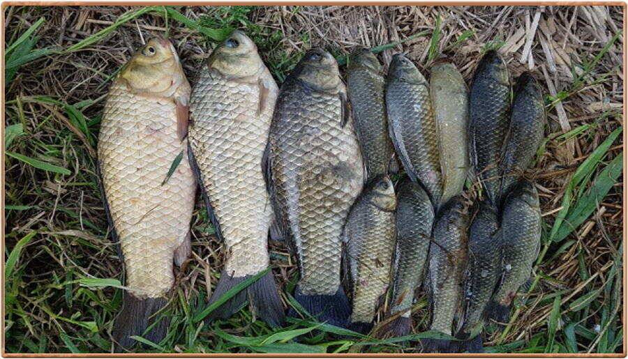 진위천 조황 소식 (조황조행기 - 특파원조황)