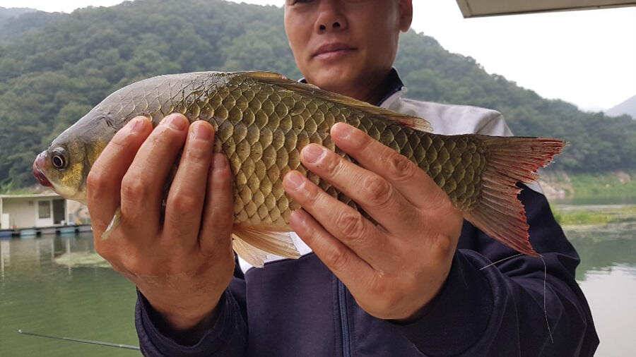 명서낚시터 395cm 외 허리급 조황입니다 (조황조행기 - 특파원조황)